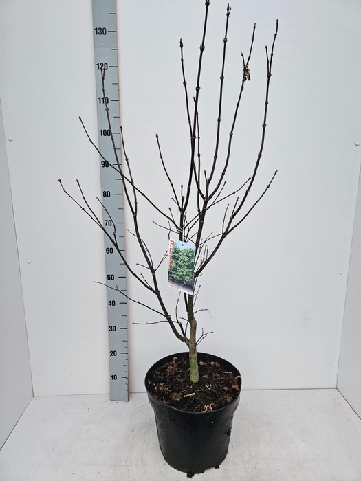 <h4>Acer palmatum Osakazuki</h4>