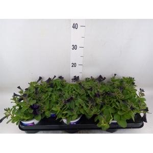 Petunia  'Bonny Mystery Sky'