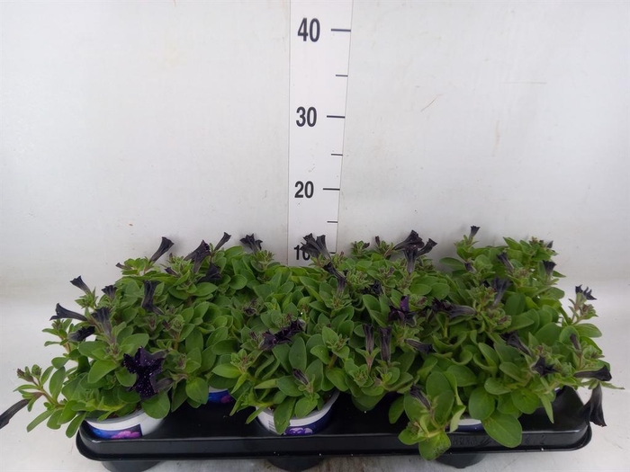 <h4>Petunia 'Bonny Mystery Sky'</h4>