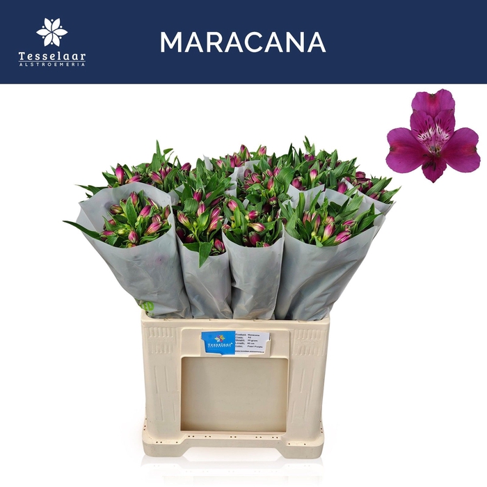 <h4>ALSTR MARACANA</h4>