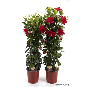 DIPLADENIA-HYBRID P17