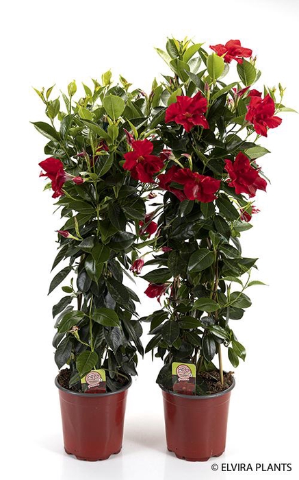 <h4>DIPLADENIA-HYBRID P17</h4>