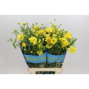 Ranunculus Butterfly Dione