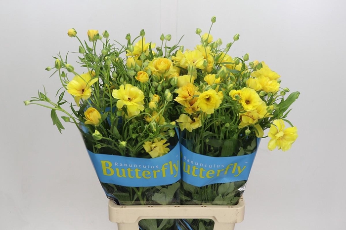<h4>Ranunculus Butterfly Dione</h4>