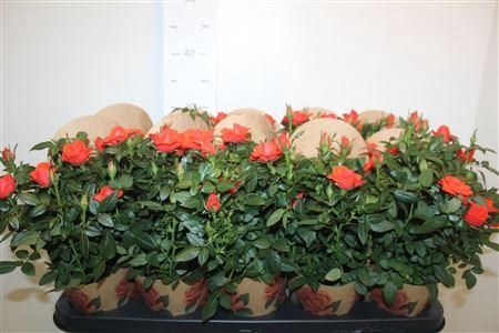 <h4>Ro Orange Star</h4>