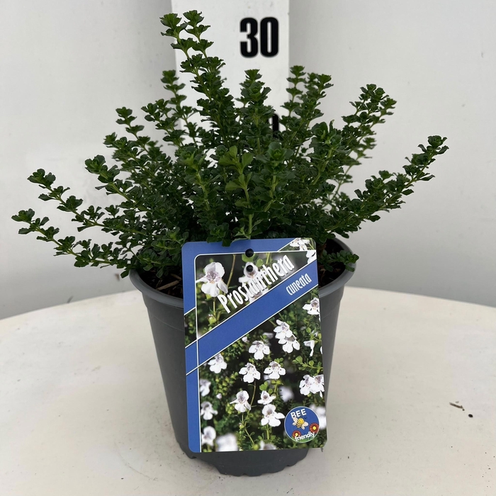 <h4>Prostanthera cuneata</h4>