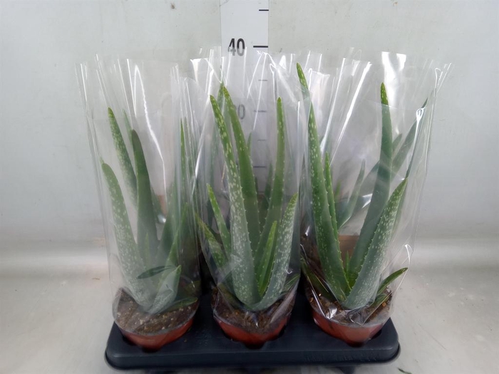 <h4>Aloe vera</h4>