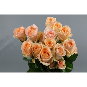 Rosa ec tiffany