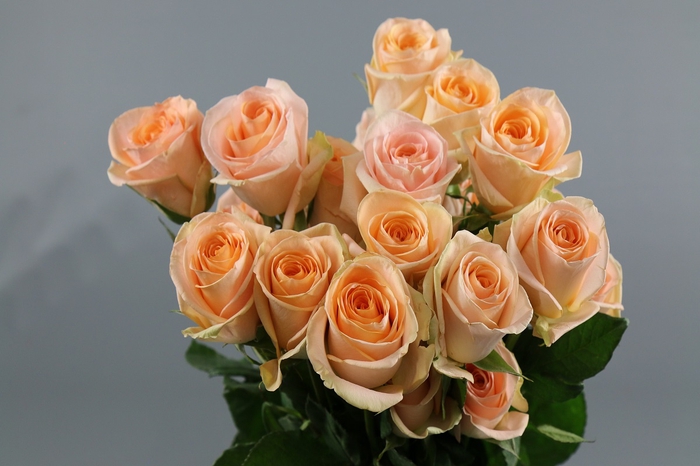 <h4>Rosa ec tiffany</h4>