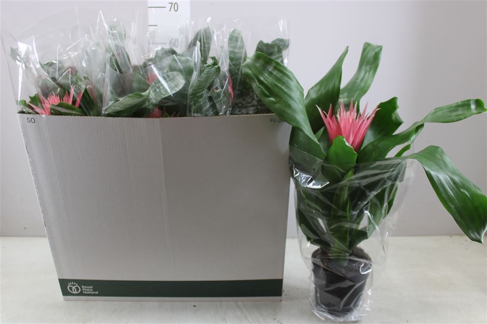 Aechmea Fa Primera