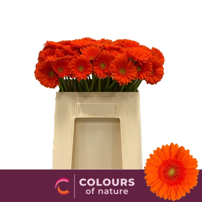 <h4>GE MI HENRY</h4>