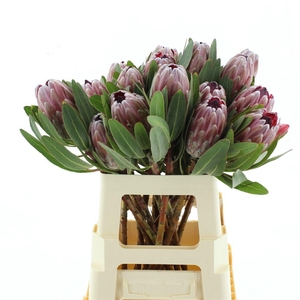 PROTEA PINK ICE
