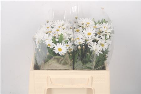 <h4>Margriet White Per Stem X25</h4>