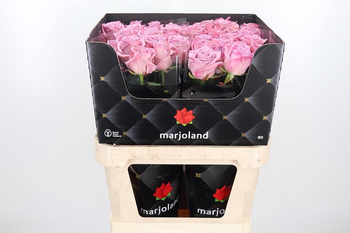 <h4>R Gr Nayeli!</h4>