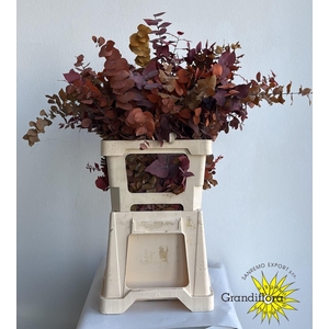 Stuartiana Klb Autumn