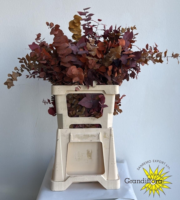 <h4>Stuartiana Klb Autumn</h4>