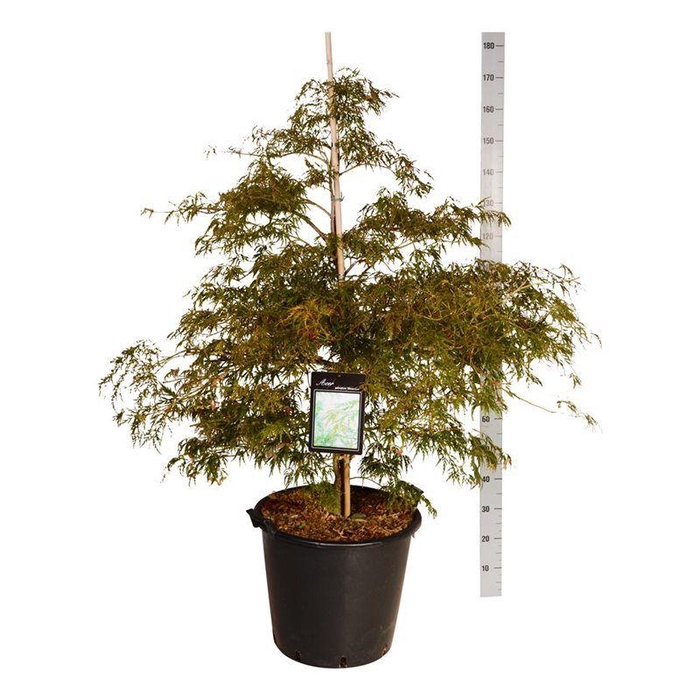 <h4>Acer pal. 'Dissectum'</h4>