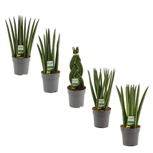 Sansevieria Cylindrica 12 cm mix