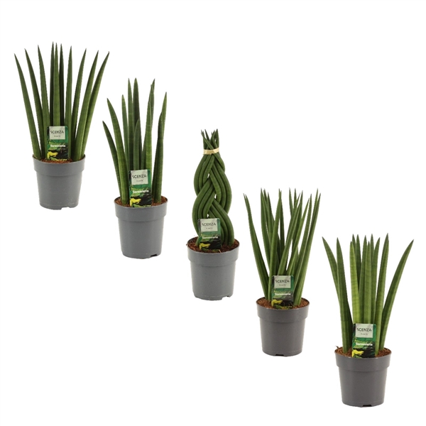 <h4>Sansevieria Cylindrica 12 cm mix</h4>