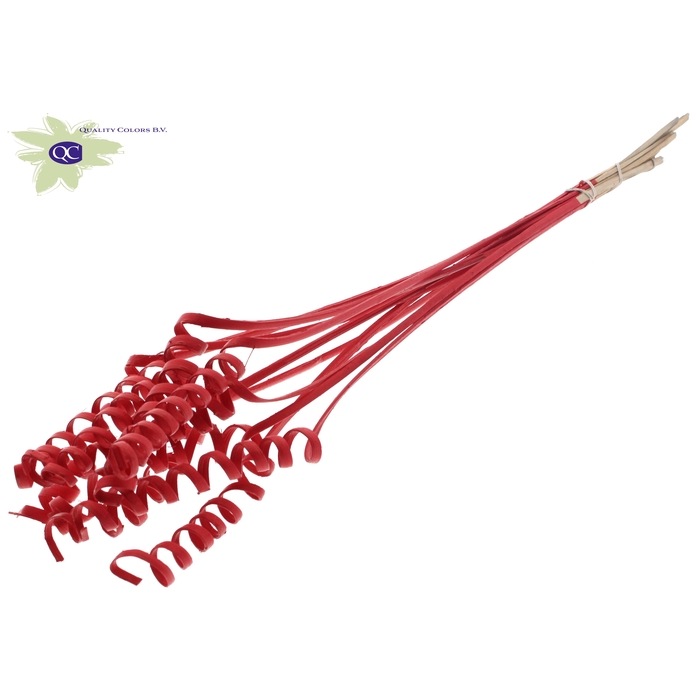 <h4>Cane Spring on stem Covered Red</h4>