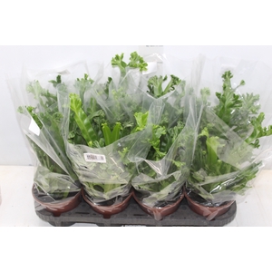 ASPLENIUM LESLIE P15