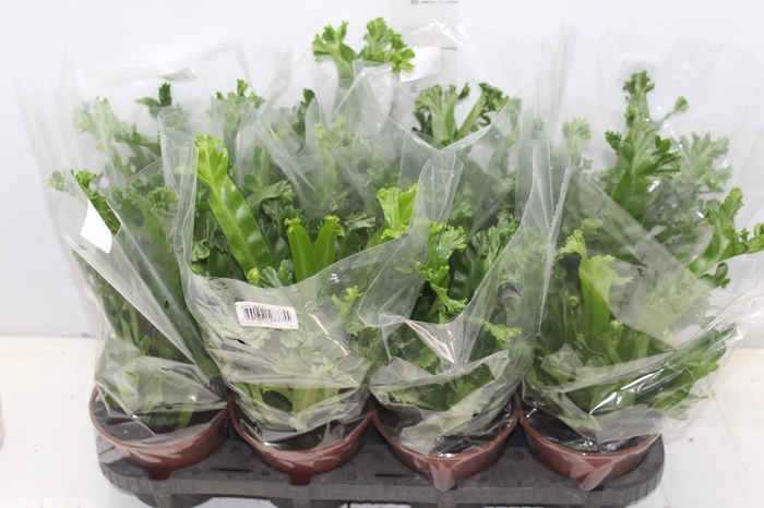 <h4>ASPLENIUM LESLIE P15</h4>