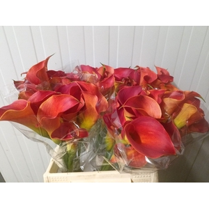Calla Sunset Passion