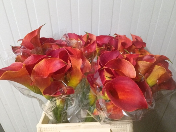 <h4>Calla Sunset Passion</h4>