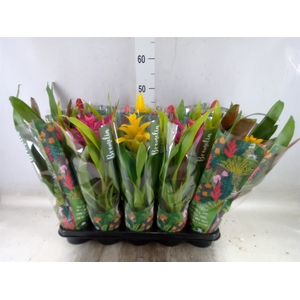Bromelia   ...mix