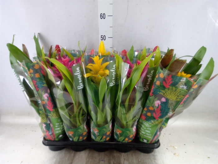 <h4>Bromelia   ...mix</h4>