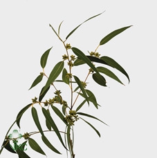 Eucalyptus Bellgum