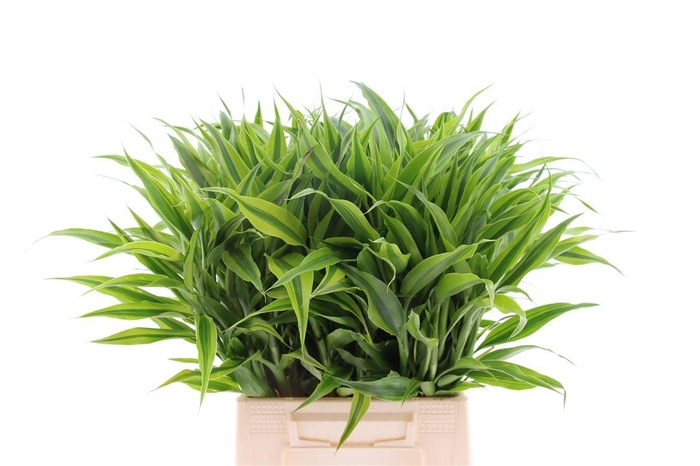 <h4>Sandriana Gold</h4>