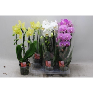 PHAL EL CASCADE