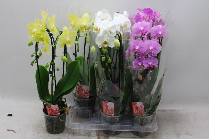 <h4>PHAL EL CASCADE</h4>