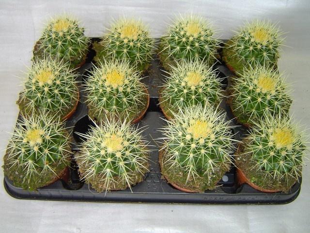 <h4>ECHINOC GRUSONII</h4>