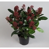 Skimmia jap. 'Rubella' sense