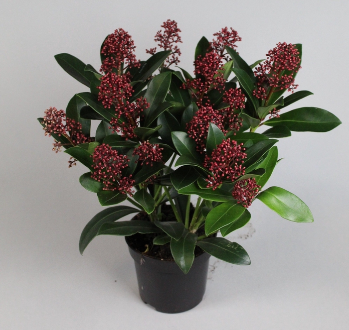 Skimmia jap. 'Rubella' sense