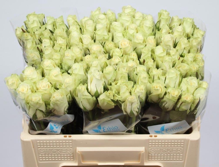 <h4>R GR ATHENA</h4>