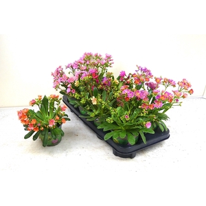 LEWI COTYLEDON