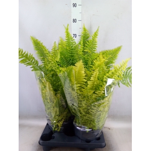 Nephrolepis exal.   ...