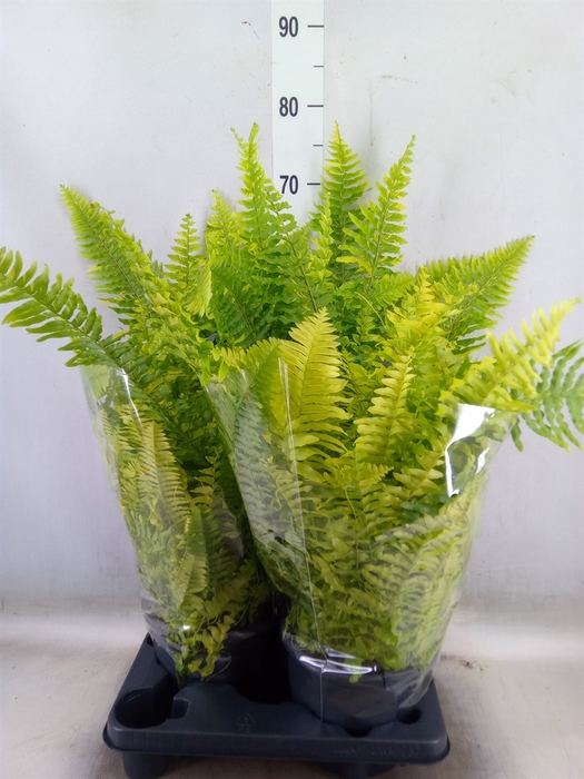 <h4>Nephrolepis exal.   ...</h4>