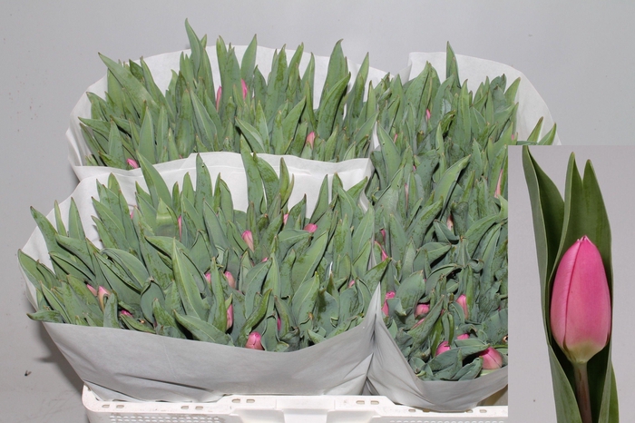 <h4>TU EN MOLTO AMATA</h4>