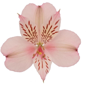 ALSTROEMERIA PAPILLON 080 CM ROSA