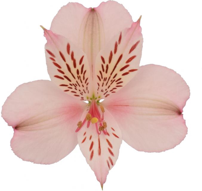 <h4>ALSTROEMERIA PAPILLON 080 CM ROSA</h4>