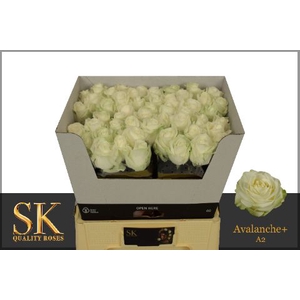 R Gr Avalanche White Diamond A2 SK