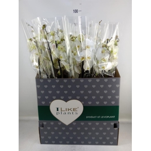 Phalaenopsis   ...white