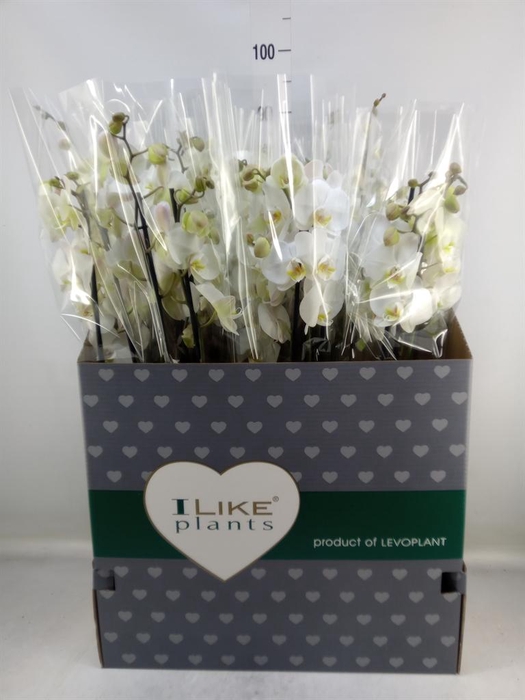 <h4>Phalaenopsis   ...white</h4>