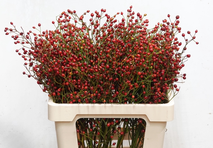 <h4>ROSA F AUT SPLENDOR</h4>