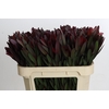 Leucadendron Saf Sunset Dark R.