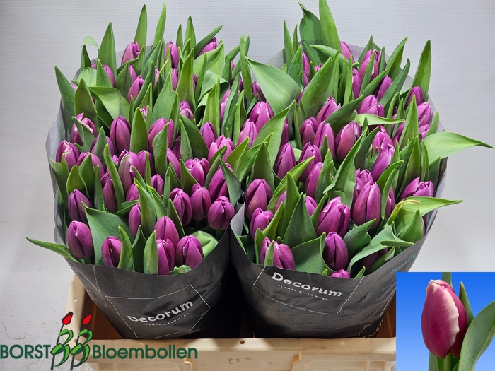 <h4>TU EN DOWNTOWN</h4>